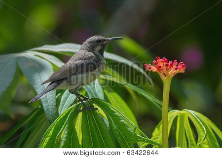 Young Beautiful Sunbird Perched Near An Interesting Red Flower