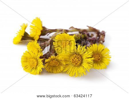 coltsfoot