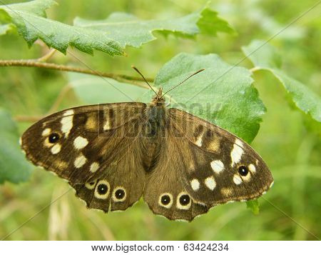 Speckled Wood Butterfly