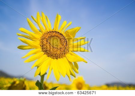 Sun Flower field