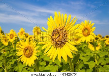 Sun Flower field