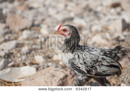 Pollo In Yob Madi