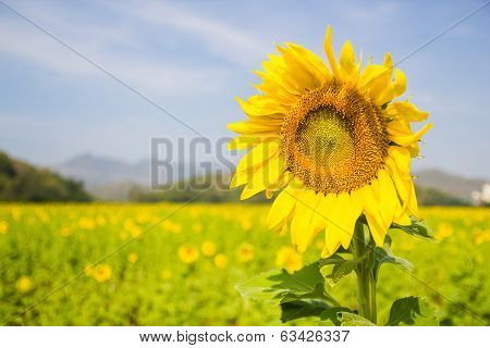 Sunflower Field with blue sky background
