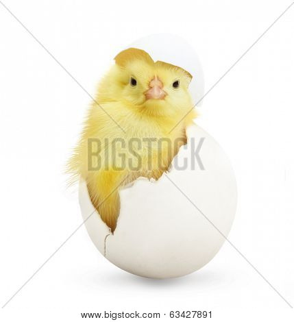 Cute little chicken coming out of a white egg isolated on white background