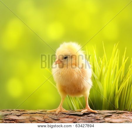 Cute little chicken over green natural background.