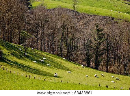 Sheeps On The Grass
