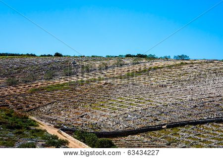 Famous Primosten Babic Grapes Vineyards