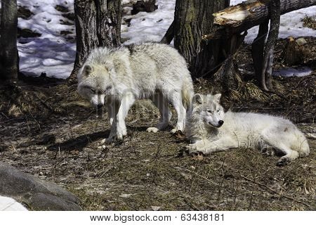 A pack of Arctic Wolves