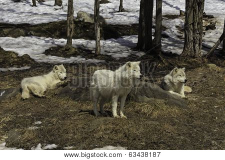 A pack of Arctic Wolves