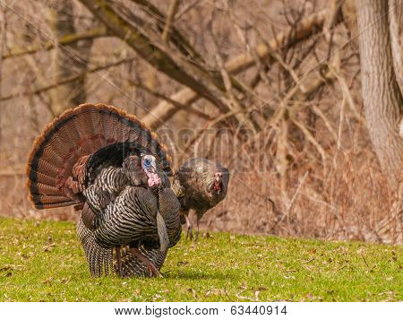 Wild Turkey (meleagris Gallopavo)