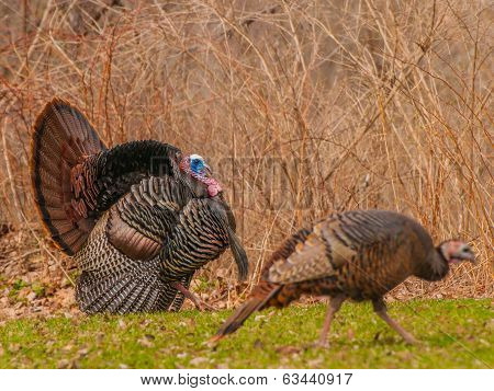 Wild Turkey (meleagris Gallopavo)
