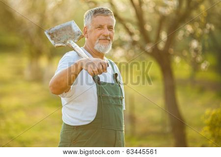 Portrait of a handsome senior man gardening in his garden (color toned image)