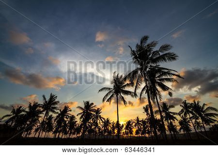 Palm Trees At Sunset Time.