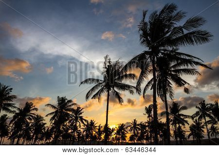 Palm Trees At Sunset Time.