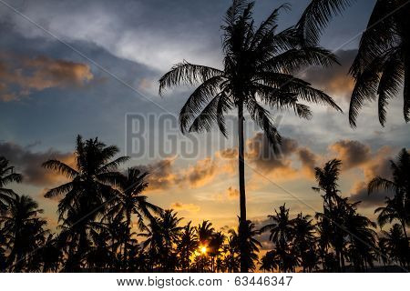 Palm Trees At Sunset Time.