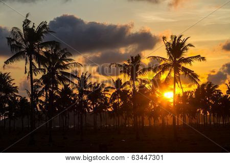 Palm Trees At Sunset Time.