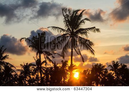 Palm Trees At Sunset Time.