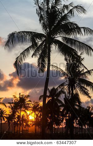 Palm Trees At Sunset Time.