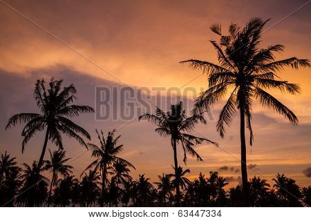 Palm Trees At Sunset Time.