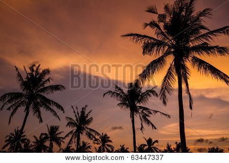 Palm Trees At Sunset Time.