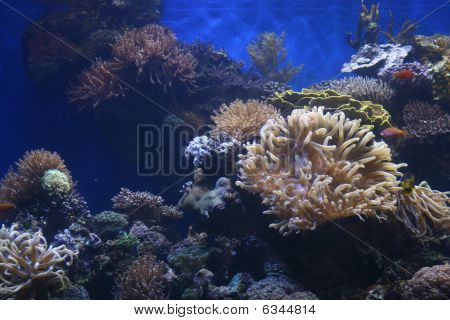 großes marine Leben am Riff