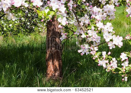 Blooming apple tree