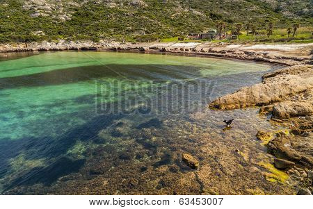 A Border Collie Dog Paddles In The Clear Mediterranean Sea At Plage D'alga Near Calvi In Corsica