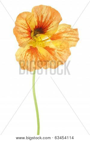 Nasturtium
