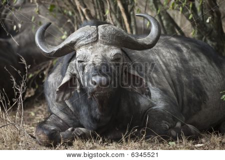Buffalo a riposo