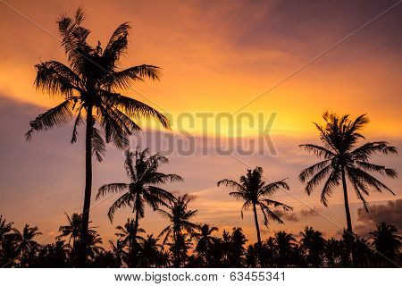 Palm Trees At Sunset Time.