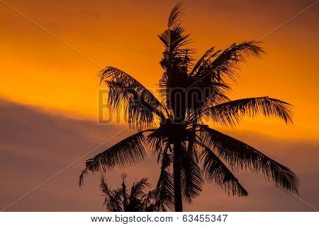 Palm Trees At Sunset Time.
