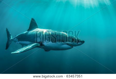 Great white underwater