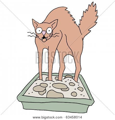 An image of a cat in a dirty litter box.