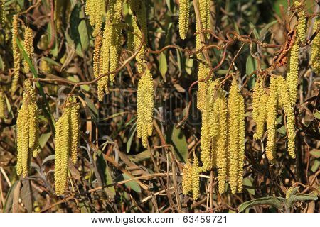 Male Flower Catkins Of Hazel
