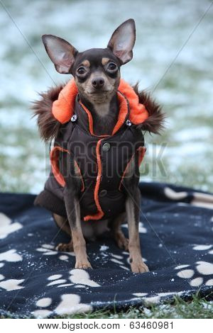 Nice Prague Ratter With Dog Clothes In Winter