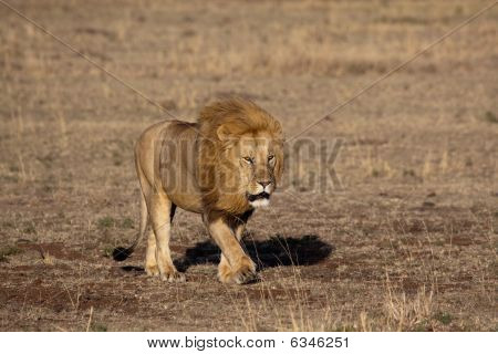 Løvernes Konge i Masai Mara