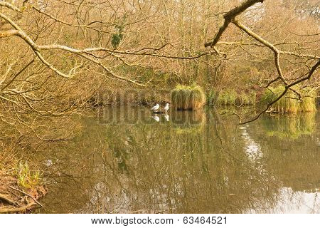 Tehidy Country Park Cornwall England UK near Camborne and Redruth with woodland and lakes