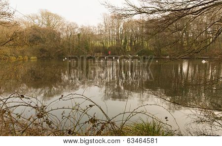 Tehidy Country Park Cornwall England UK near Camborne and Redruth with woodland and lakes