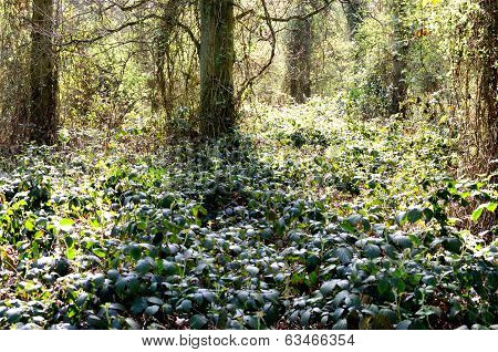 Forest with undergrowth