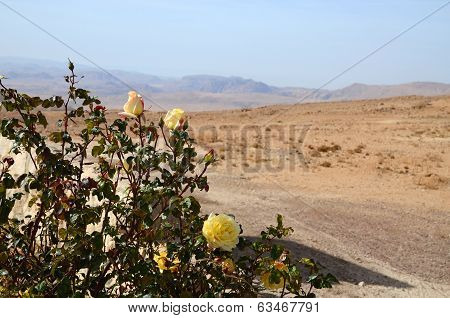 Roses  In The Desert