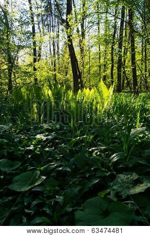 Fernys in the forest