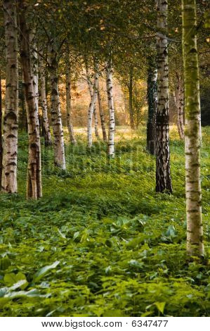 Birchtrees al sole del mattino