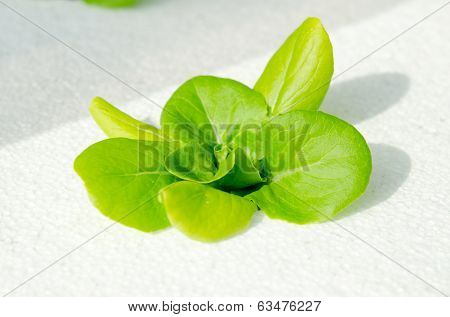 Closeup Of Lettuce