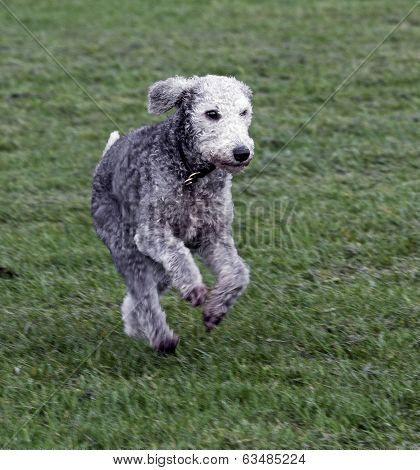 Bedlington Terrier Running