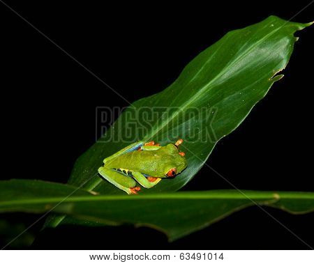 Red-eyed Tree Frog
