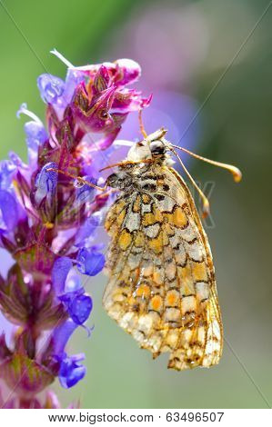 butterfly in natural habitat in spring (melitaea aethera)