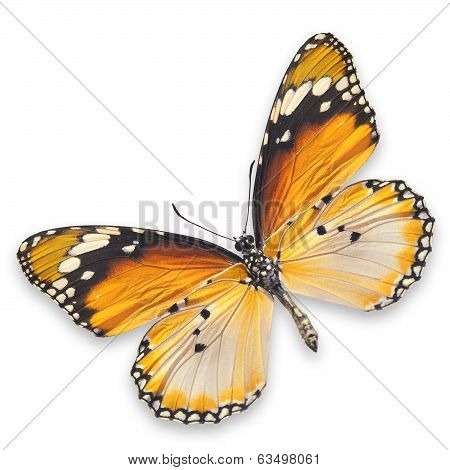 Yellow Butterfly