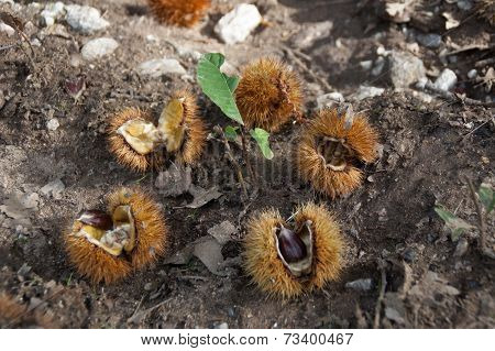 Ripe Chestnut