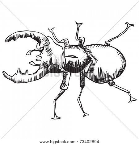 stag beetle black and white  illustration