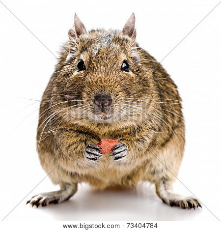 Degu